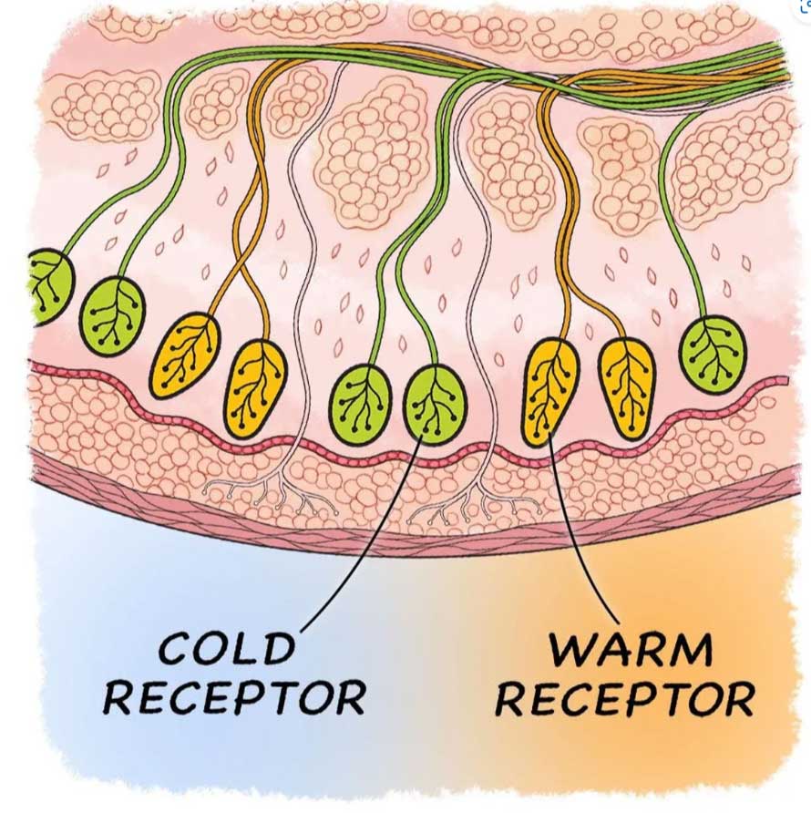 Skin Receptor